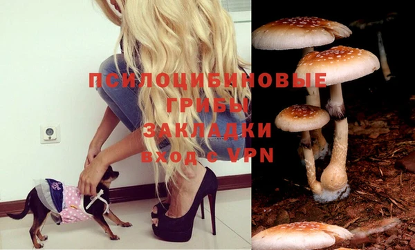 твердый Новозыбков